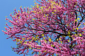 Äste von rosa blühendem Judasbaum, Toskana, Italien