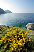 Blühender Ginster vor türkisblauer Mittelmeerbucht, Portoferraio, Insel Elba, Mittelmeer, Toskana, Italien
