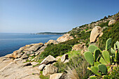 Coastal scenrey with cacti, Fetovaia, Elba island, Tuscany, Italy