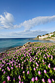 Pinkfarbene Mittagsblumen an Mittelmeerbucht, Seccheto, Insel Elba, Toskana, Italien