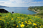 Flower meadow above Mediterranean bay, between villages of Lacona and Lido di Capoliveri, Elba Island, Tuscany, Italy