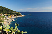Kakteen über der Mittelmeerküste mit Dorf Pomonte, Insel Montecristo im Hintergrund, Westküste Insel Elba, Mittelmeer, Toskana, Italien