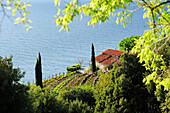 Manor with cypresses at Mediterranean coast with island of Corsica in background, near Pomonte, western coast of island of Elba, Mediterranean, Tuskany, Italy