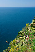 Kakteen und Blumen an einem Steilhang, Corniglia, Cinque Terre, Ligurien, Italien