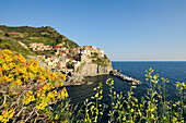 Blick auf Bucht und Häuser von Manarola, Manarola, Cinque Terre, UNESCO Weltkulturerbe Cinque Terre, Mittelmeer, Ligurien, Italien
