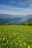 Blumenwiese mit Millstätter See und schneebedeckten Bergen im Hintergrund, Millstätter See, Kärnten, Österreich, Europa