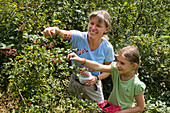 Mother and daughter picking blackberries, Bavaria, Germany