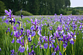 Sibirische Schwertlilie (Iris sibirica), Bayern, Deutschland