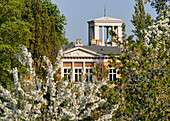 Blühende Kirschbäume vor einer Villa, Puschkinallee, Potsdam, Land Brandenburg, Deutschland, Europa