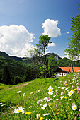 Blumenwiese mit Almhütte, Breitenstein im Hintergrund, Wendelsteinregion, Bayerische Voralpen, Oberbayern, Bayern, Deutschland, Europa