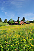 Flower meadow and alpine hut, Breitenstein in the background, Wendelstein range, Bavarian foothills, Upper Bavaria, Bavaria, Germany, Europe