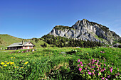Blumenwiese mit Almhütte, Rossstein und Buchstein im Hintergrund, Bayerische Voralpen, Oberbayern, Bayern, Deutschland, Europa