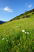 Flowering meadow with alpine hut, Kitzbuehel range, Tyrol, Austria, Europe