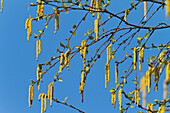 Catkins on a silver birch (Betula pendula), Bavaria, Germany