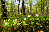 Common Wood sorrel  in deciduous forest, Upper Bavaria, Germany
