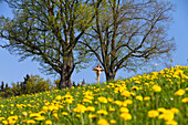 View over a meadow with dandelions towards a crucifix between trees, Antdorf, Upper Bavaria, Germany