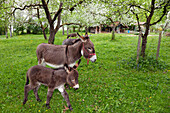 Donkeys with foal in an orchard, Bavaria, Germany