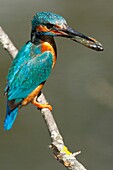 KING FISHER