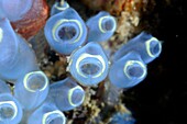 Close up of blue tunic photographed in the sea of Malaysia