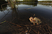 American Toad (Bufo americanus) pair in amplexus, laying eggs. New York, USA