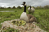 Canada Goose (Branta canadensis) on nest with young, New York, USA
