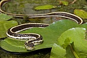 Black-necked Garter Snake (Thamnophis cyrtopsis), Arizona, USA - Semi-aquatic