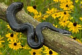 Black Ratsnake (Elaphe obsoleta) on log, New York, USA