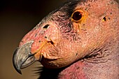 California Condor (Gymnogyps californianus), captive, California, USA - IUCN designated endangered species