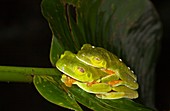 Gaudy Leaf Frogs Agalychnis callidryas, Costa Rica