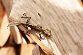 Leaf -tailed gecko Uroplatus, Granja de Reptiles, Andasibe, Toamasina, Madagascar