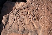 Prehistoric rock reliefs at Inakmed, Massak Mallet, Ghat, Libia
