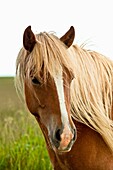 Icelandic horses at Vestur-Landeyjar South Iceland