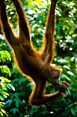 Sabah Malaysia, Borneo, Sepilok Orang Utan eating fruit whilst hanging from a rope in the Sepilok Orangutan Rehabilitation Centre