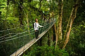 Sabah Malaysia, Borneo, Kinabalu National Park Tourist walking the jungle canopy walkway at Poring Hot Springs