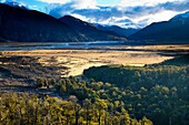 New Zealand, Canterbury, Arthur's Pass National Park Native woodland fringing Waimakariri River flats