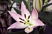 Lilium candidum Family: Liliaceae