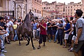 The Allocation of the horses, The Palio di Siena, Italy