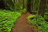 Trail thru spring rainforest after rain