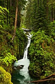 Sol Duc Falls - Olympic national park