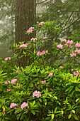 Rhododendrons in spring rainforest