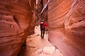 Hiker in the Navajo Sandstone narrows of Buckskin Gulch in the Paria Canyons - Vermilion Cliffs Wilderness Area, Utah