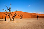 Camelthorn dead tree Acacia erioloba, Dead Vlei, Namib-Naukluft National Park, Namib desert, Namibia