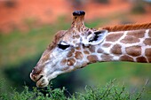 Giraffee Giraffee camelopardalis, eating, Kgalagadi Transfrontier Park, Kalahari desert, South Africa