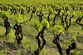 France Drome Young Vineyards At Spring