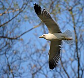 Lesser Black-backed gull Larus fuscus soaring through small forest with fully open wing under brightsun beam