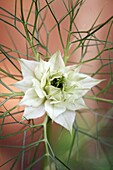 A white Love-in-a-Mist Nigella flower