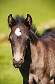 Portrait of Welsh mountain pony foal, Hay Bluff, Wales