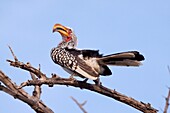 Southern Yellow-billed Hornbill Tockus Leucomelas June 2009, winter Balule Private Nature Reserve, York section Greater Kruger National Park, Limpopo, South Africa