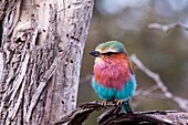 Lilac-breasted Roller Coracias Caudatus June 2009, winter Balule Private Nature Reserve, York section Greater Kruger National Park, Limpopo, South Africa