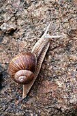 Edible Snail, Helix pomatia